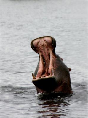 African Safari Photos
