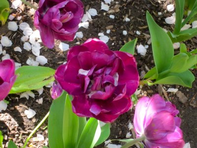 9 tulips.jpg