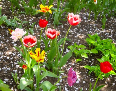 11 tulips.jpg