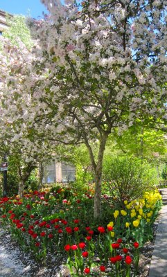 Albany Tulips