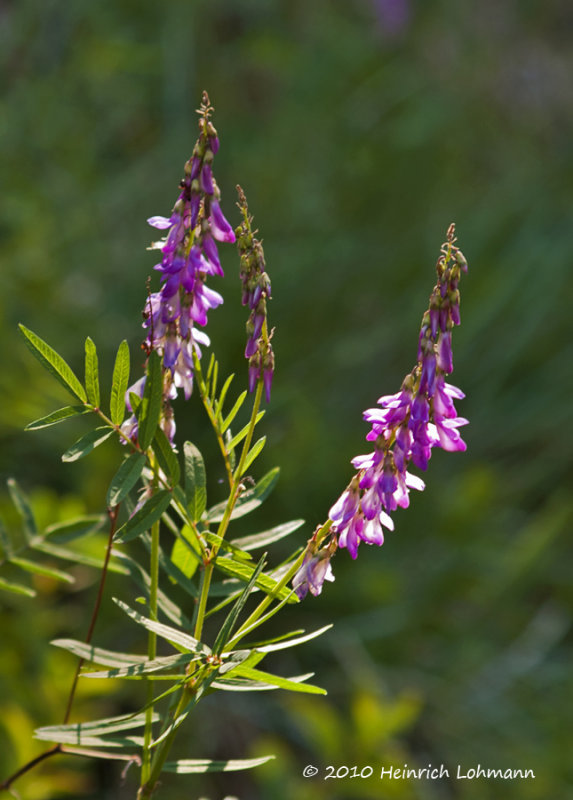 K224872-Liquorice Root, Bear Root (Hedyarum alpinum).jpg