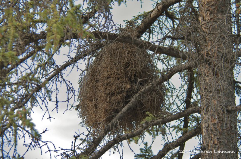 K224913-Squirrel Nest.jpg
