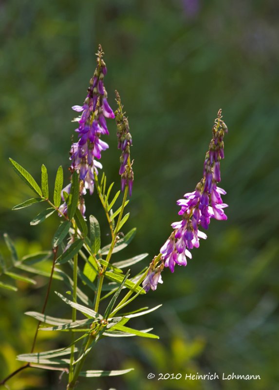 K224872-Liquorice Root, Bear Root (Hedyarum alpinum).jpg