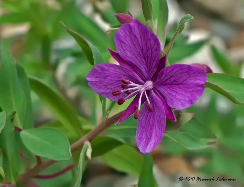 K226078-Dwarf Fireweed.jpg