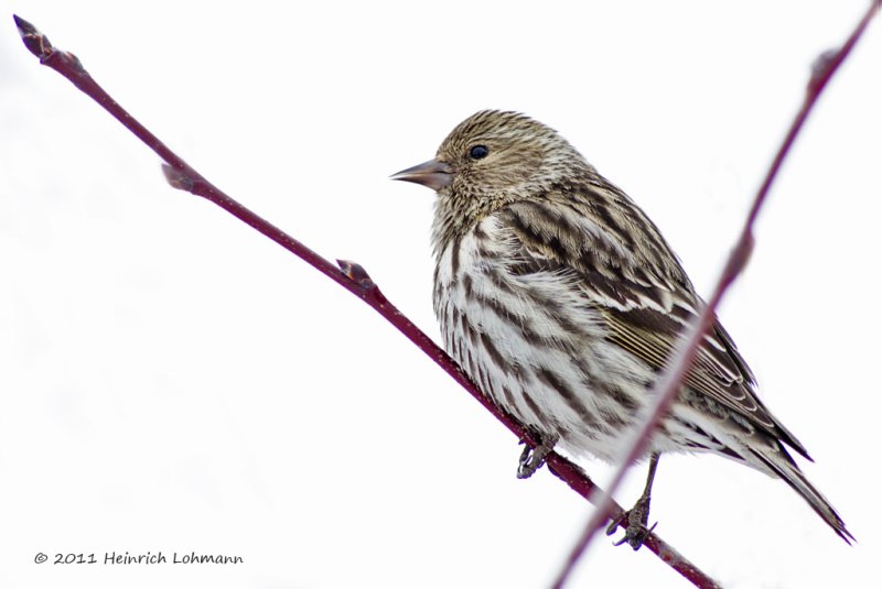 K5D0095-Pine Siskin.jpg