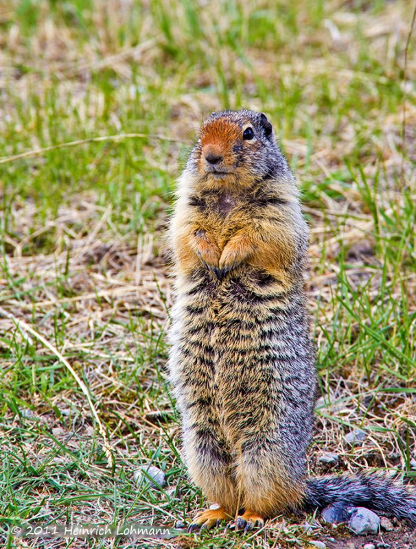 K5D0940-Columbian Ground Squirrel.jpg