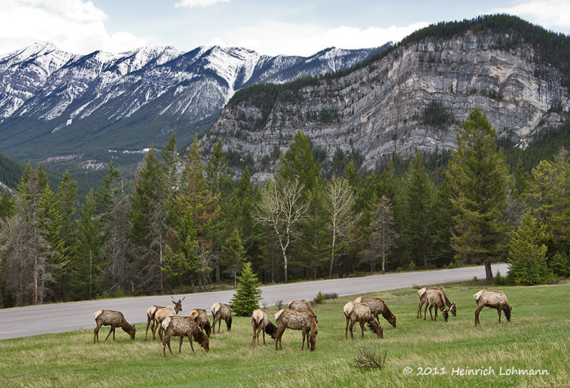 K5D0965-Banff National Park.jpg