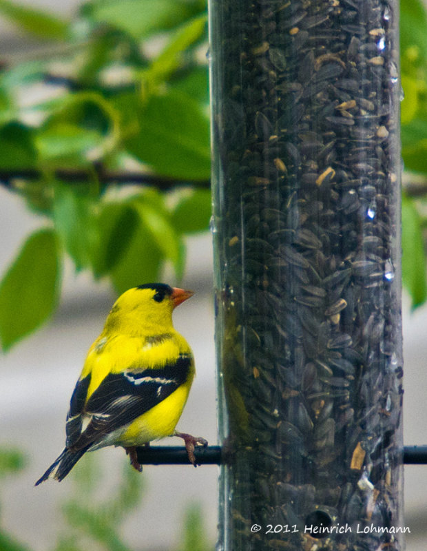 K5D1568-American Goldfinch male.jpg