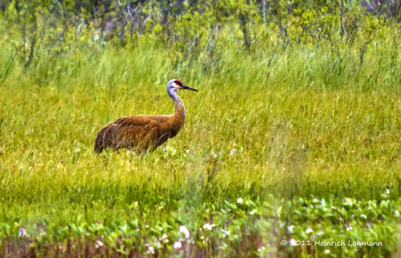 K5D4040-Sandhill Crane.jpg