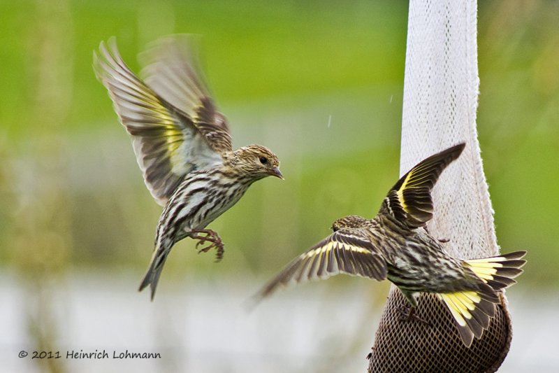 K5D2500-Pine Siskins.jpg