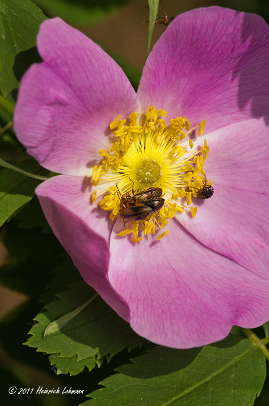 K5D6059-Wild Rose (Prickly Rose).jpg