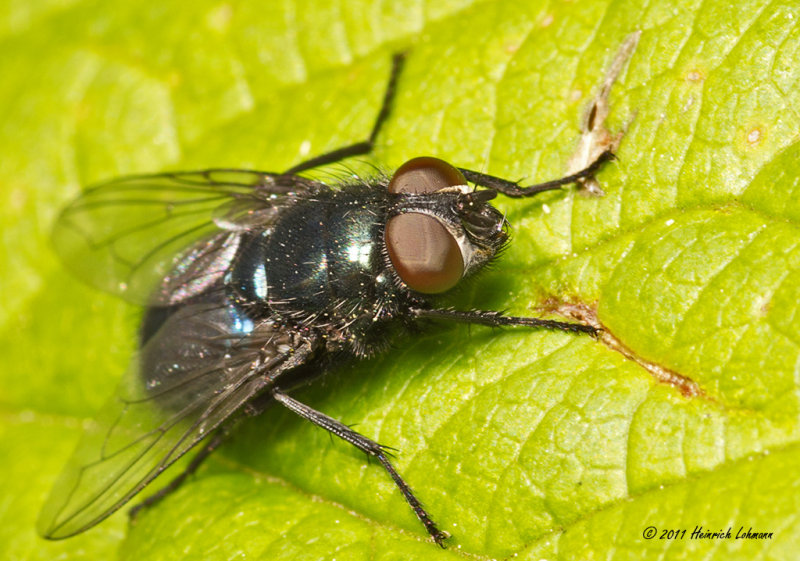K5D6093-Screw-worm Fly.jpg