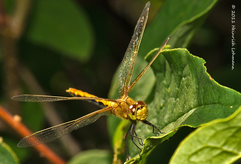 K5D7941-Dragonfly.jpg