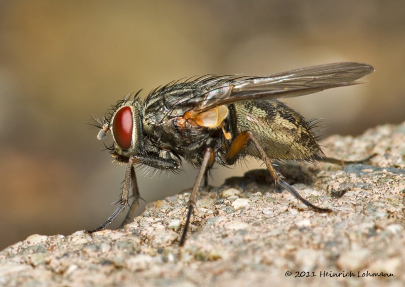 K5D8163-Flesh Fly.jpg