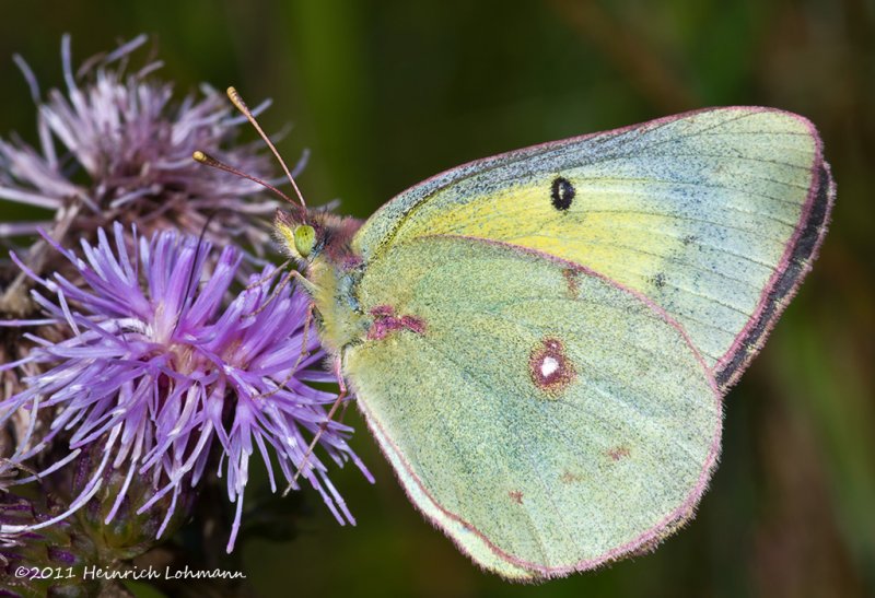 K5E1455-Cloudless Sulphur.jpg