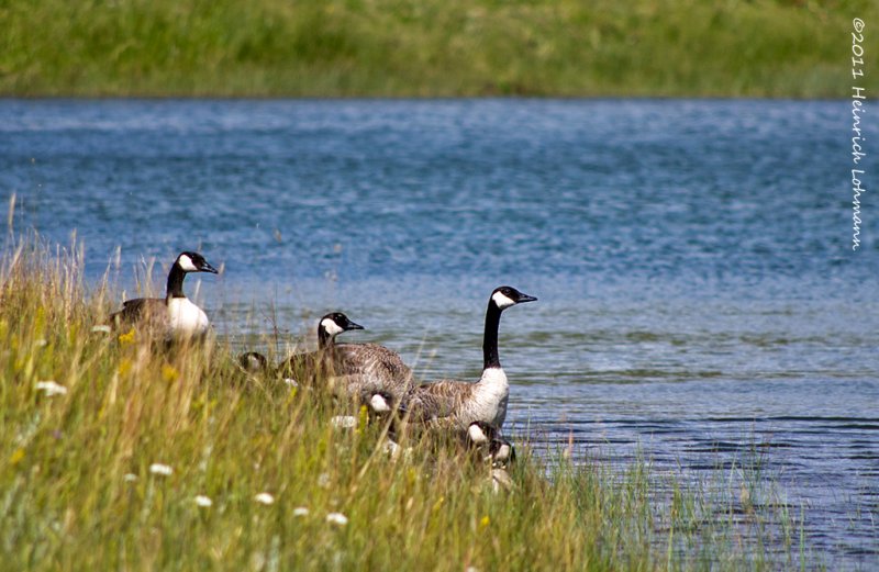 K5D8446-Canada Geese.jpg