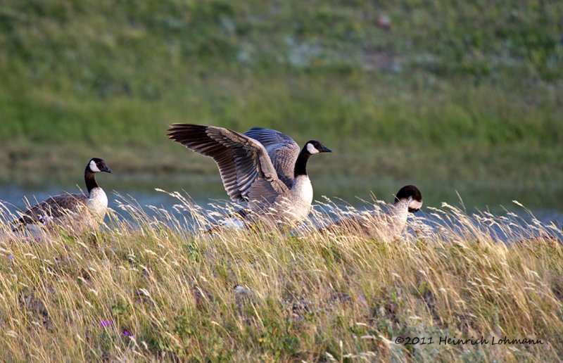K5D9876-Canada Geese.jpg