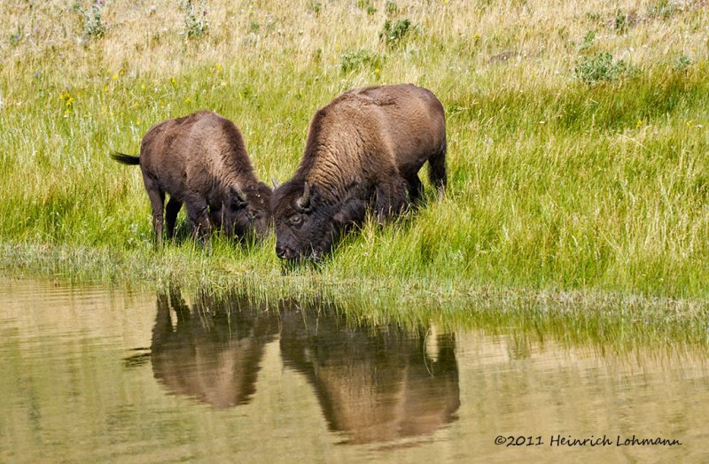 K5E0880-Bison.jpg