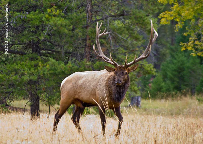 K5E3589-Wapiti (Elk).jpg