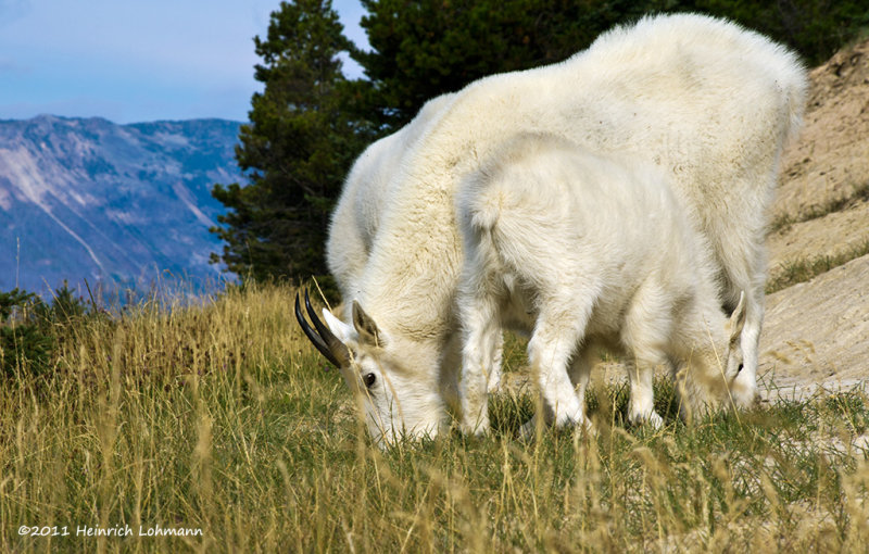 K5E2785-Mountain Goats.jpg