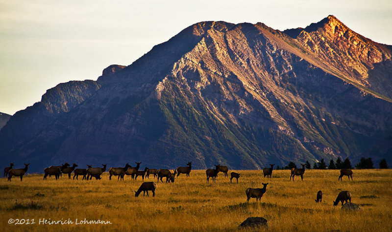 K5E1252-Waterton Lakes Natl.Park-Elk.jpg