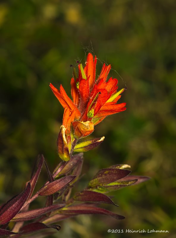 K5E2652-Indian Paintbrush (Castilleja raupii).jpg