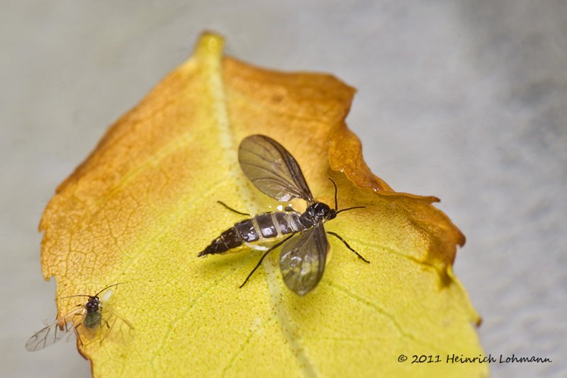 K5D8162-Unidentified insects.jpg
