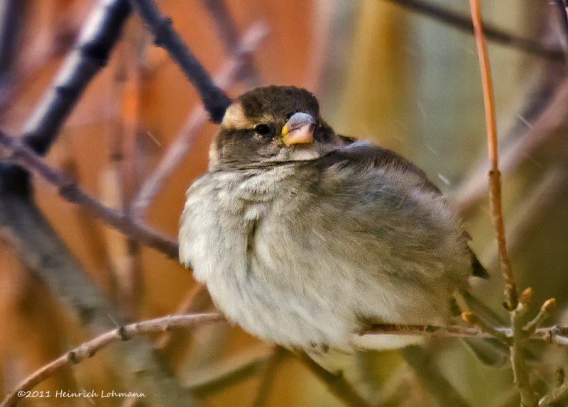 K5E4187-House Sparrow.jpg