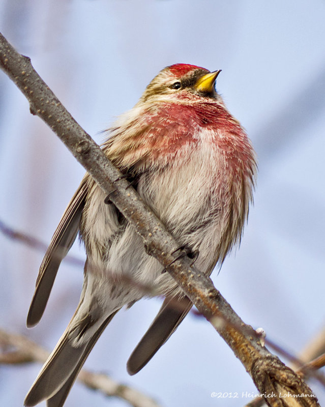 K5E9059-Common Redpoll.jpg