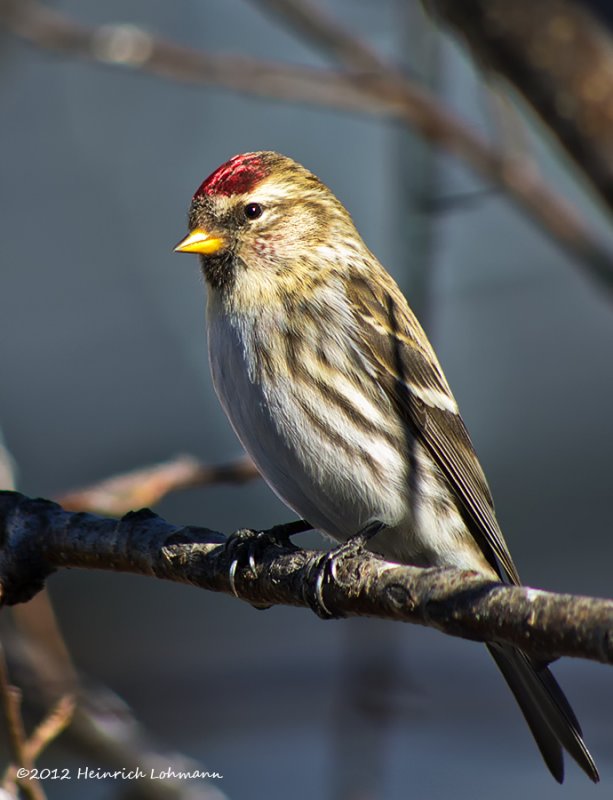 K5E9628-Hoary Redpoll.jpg