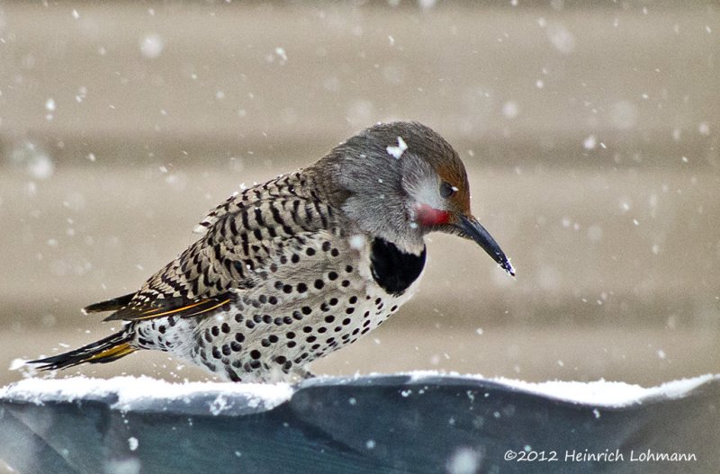 K5F0986-Northern Flicker.jpg