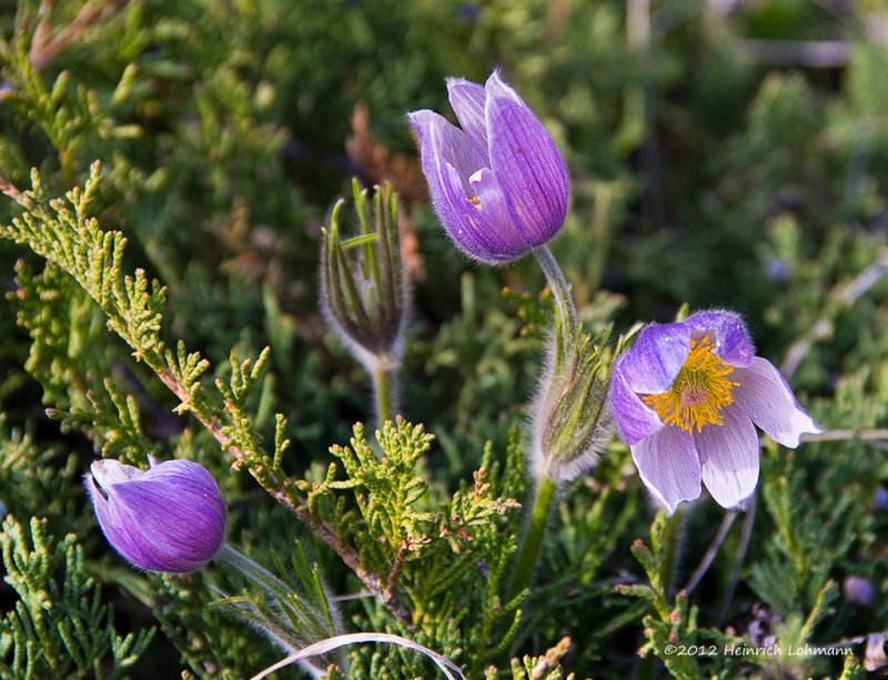 K5F1911-Wild Crocus.jpg