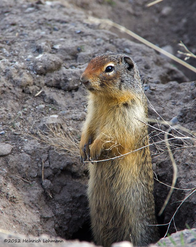 K5F1819-Columbian Ground Squirrel.jpg
