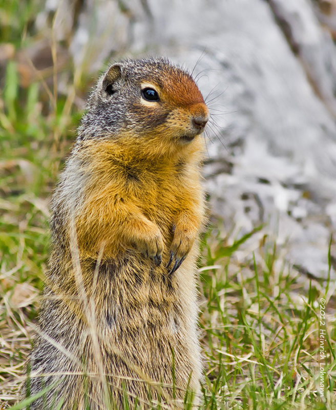 K5F3184-Columbian Ground Squirrel.jpg