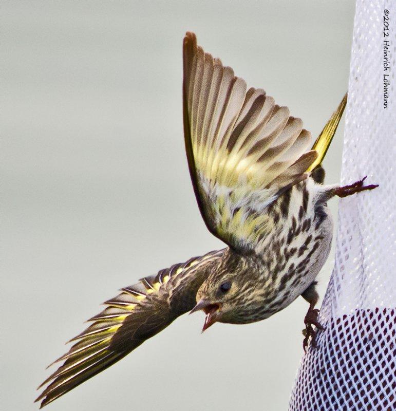 K5F5160-Pine Siskin.jpg