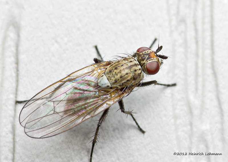 K5F9380-Unidentified tiny fly.jpg
