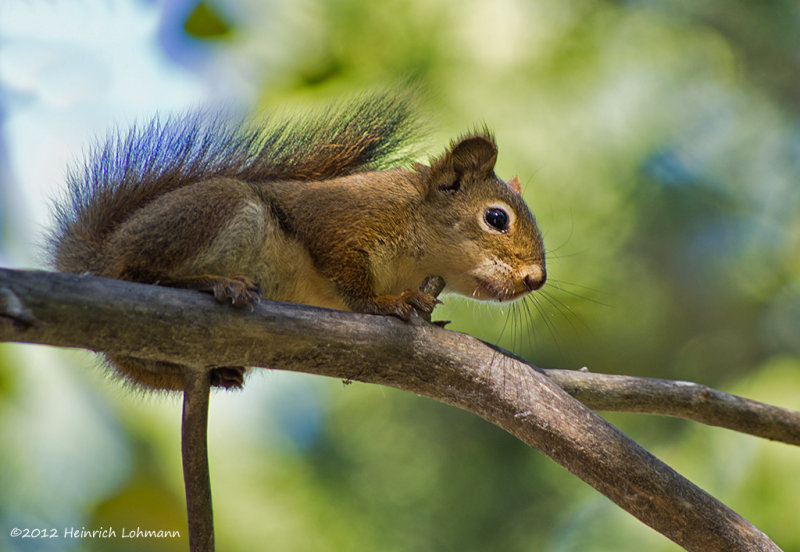 K5G0304-Squirrel.jpg