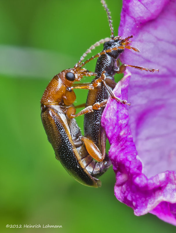 K5F9684-Unidentified tiny bugs.jpg