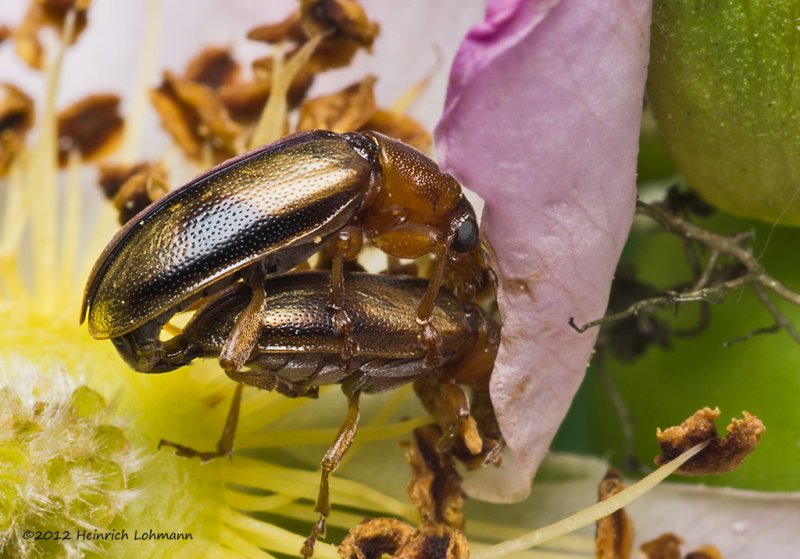 K5F9729-Unidentified tiny insects.jpg