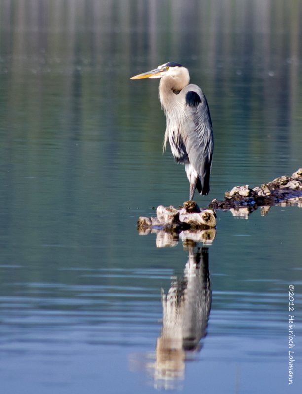 K5G1024-Great Blue Heron.jpg