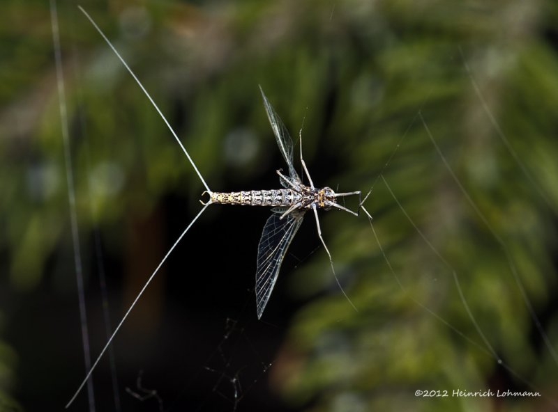 K5G1288-Unidentified insect.jpg