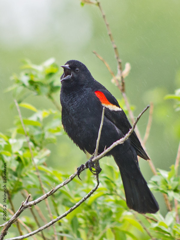 K5F4582-Red-winged Blackbird male.jpg