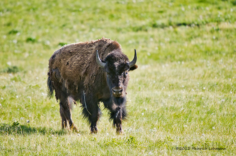 K5F7544-Bison.jpg