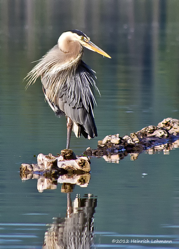 K5G1042-Blue Heron.jpg
