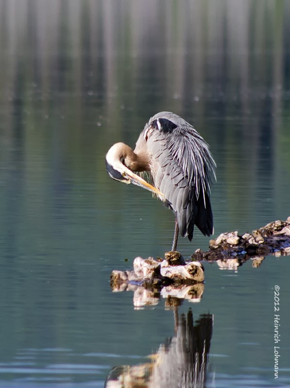 K5G1082-Blue Heron.jpg