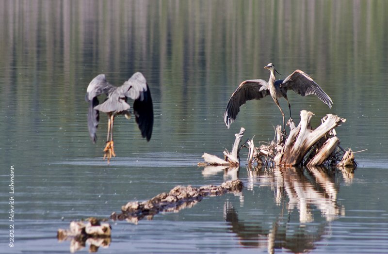 K5G1166-Blue Heron.jpg