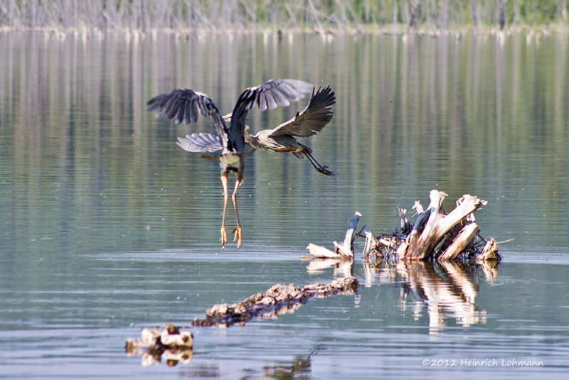 K5G1168-Blue Heron.jpg