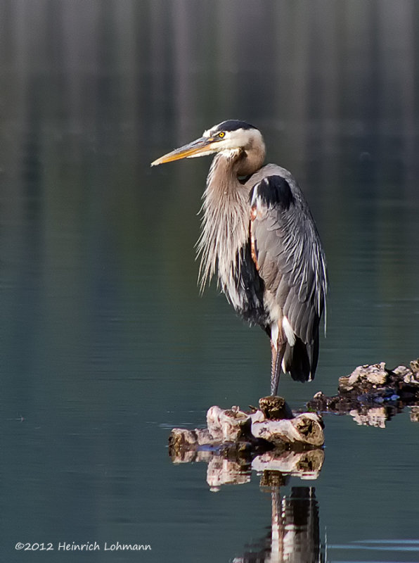K5G1049-Blue Heron.jpg