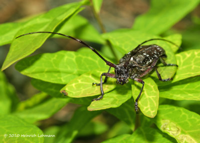 K224932-Unidentified Beetle.jpg