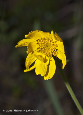 K224881-wild flower.jpg